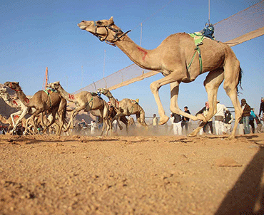~/Root_Storage/EN/EB_List_Page/Untitled-9_0000_wadi_rum_-watch_a_camel_race.png